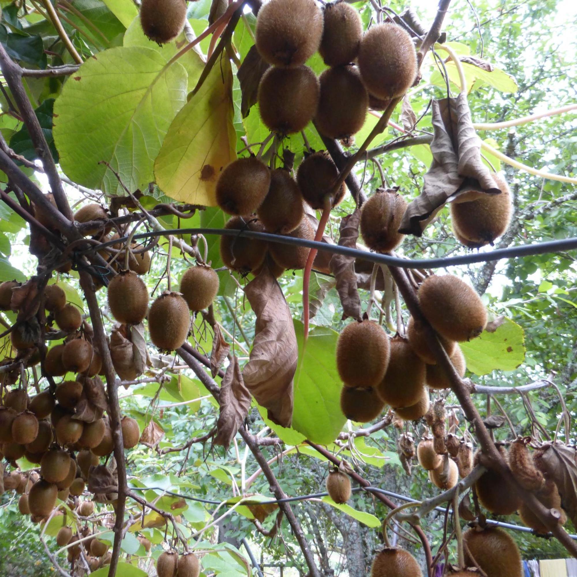 Le Bourmier Anlhiac Near Excideuil Βίλα Εξωτερικό φωτογραφία
